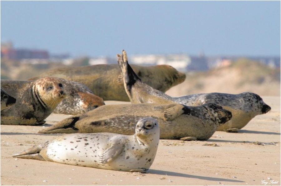 Paddle - Vue Mer - 100M Plage Berck Zewnętrze zdjęcie